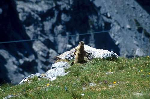 Marmotta near Stelvio Pass.