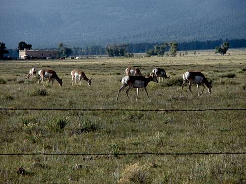 Large herd of antelope near Westcliffe,CO