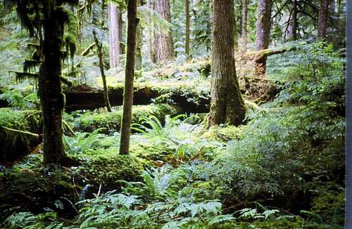 Forests of the Cascades