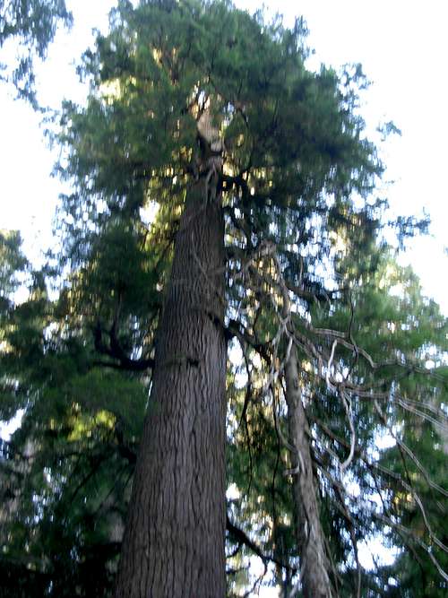 Old-Growth, Second-Growth