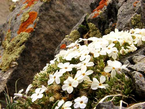Flower and Lichen