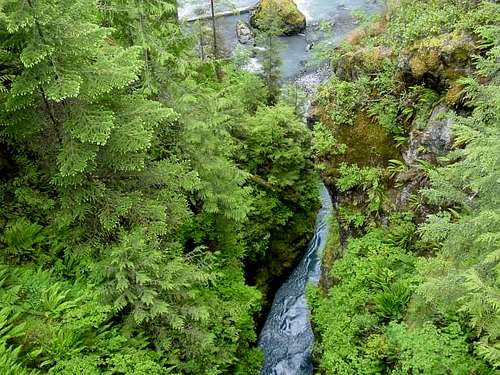 The Hoh Rain Forest , a long,...