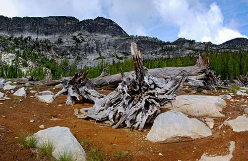 Canyon Peak and Roots