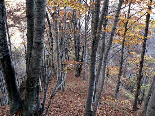 Beech forest in Val Pogallo