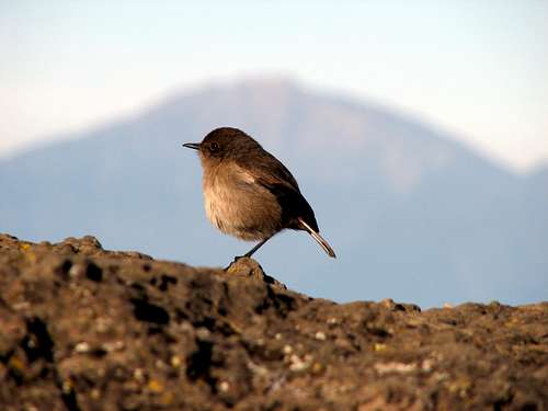 Birdie on Kilimanjaro