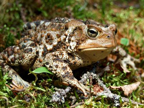 Toad on Mount Willey