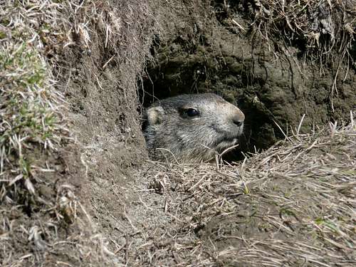 Marmot is coming out