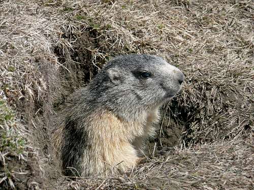 Marmot is coming out