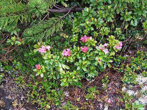 Rhododendron under Liesgelespitze