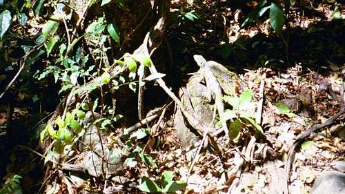 Iguana seen on the trail to...
