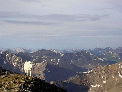 Mountain Goat at 14,000 ft.