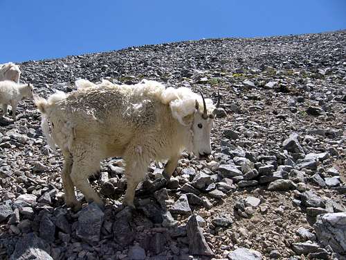 Grays / Torreys - August 1, 2008