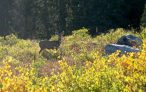 Deer in Big Cottonwood Canyon
