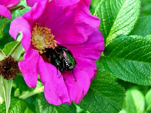 Rose Chafer Couple