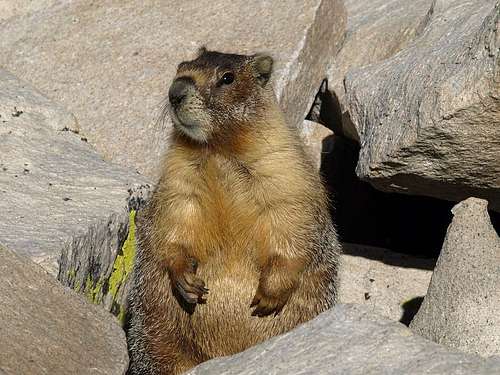 summit marmot