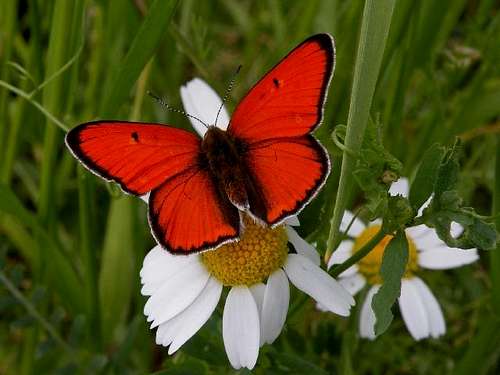 Male Large Copper Butterfly