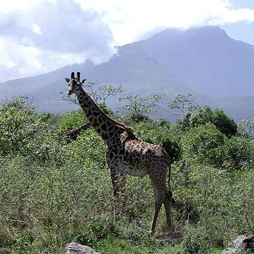Giraffe and Mount Meru. One...