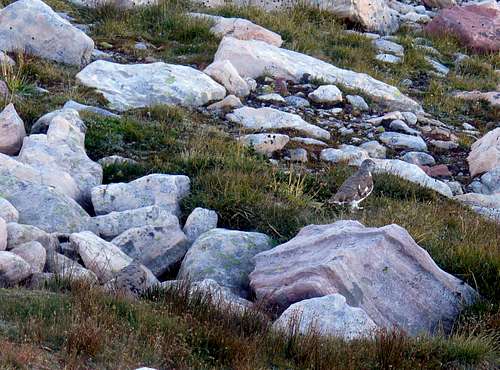 Ptarmigans on Bluebell's slopes
