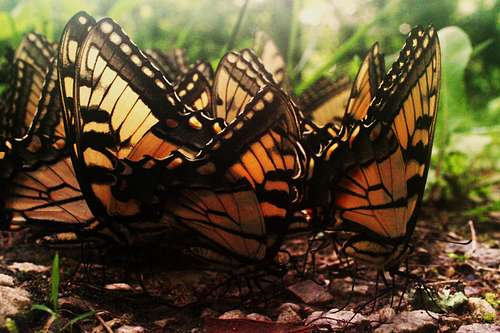 Butterfly Cluster