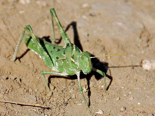 Four-spotted grasshopper