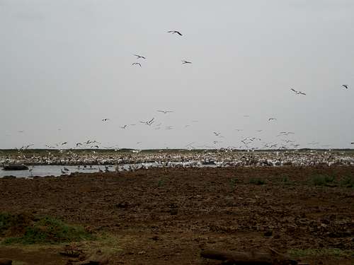 Pelicans in Lake Manyara