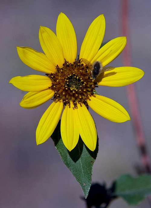 Bee Fly and Sunflower