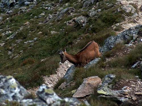 Young chamois of the Tatras