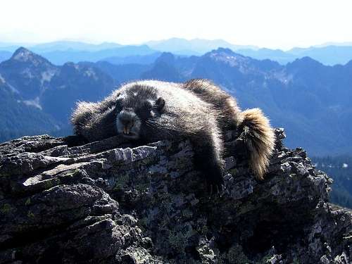 Lazy Rainier Marmot