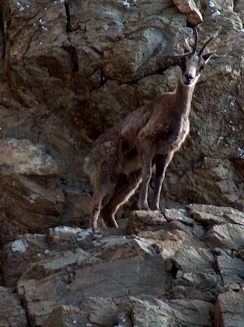 Chamois (Isard) of the Pyrenees