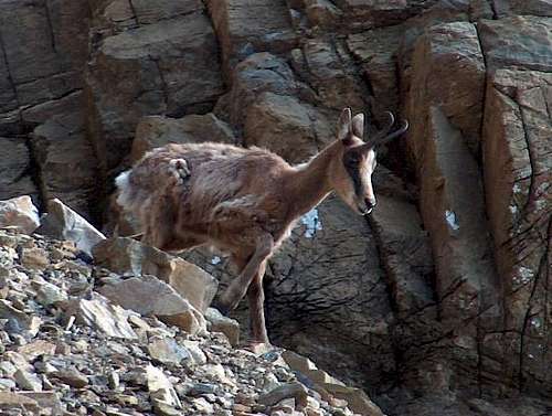Chamois (Isard) of the Pyrenees