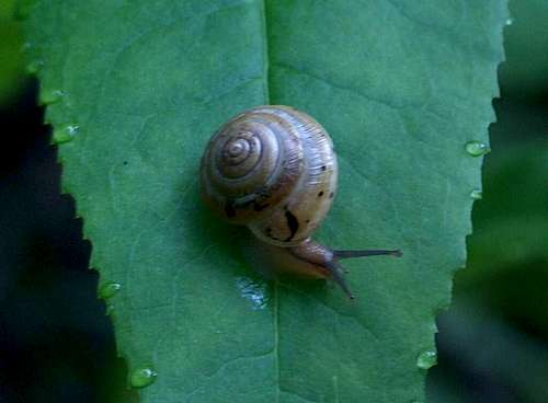 Snail in the Beskides