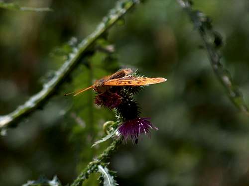 Butterfly in Wzgórza Strzelinskie