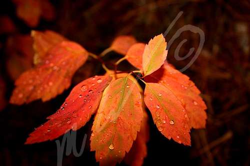 Fall Orange w/raindrops