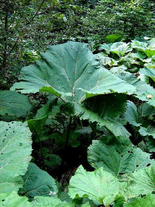 The Largest Leaves in Poland