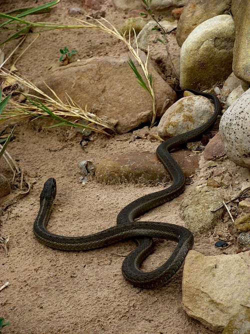 Garter Snake - Little Dominguez Canyon (Western Colorado)