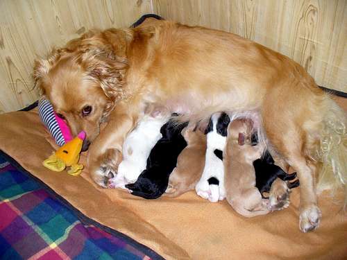 Jasmine and the 5 day old puppies