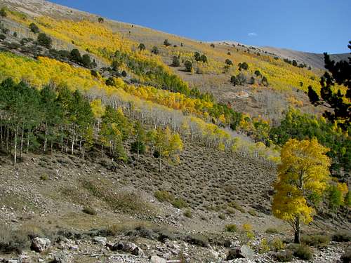Aspens dot the slopes of North Schell