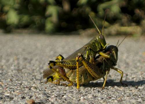 Grasshopper Couple