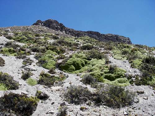Yareta Near the Summit Plateau of Santa Rosa