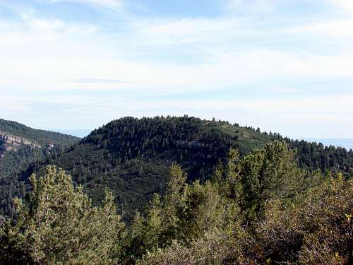 Tree Springs Trail