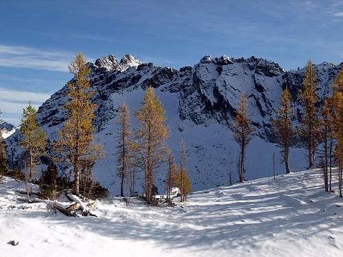 Larch Trees at 7000'
