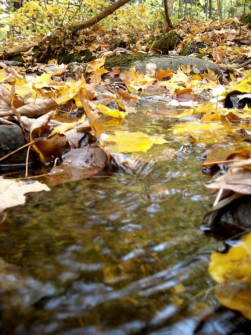 Leaves in a Stream
