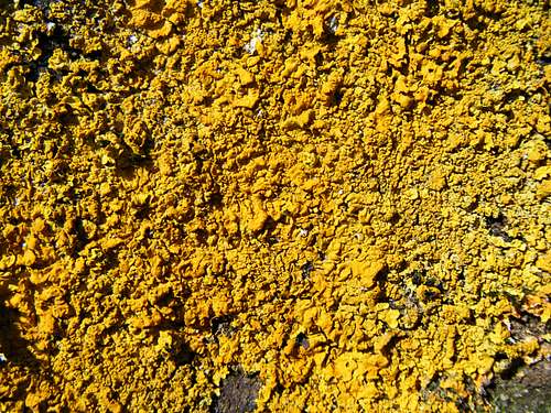 A yellow lichen on the Bavariafels ...