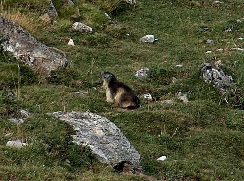 Marmot of the Pyrenees