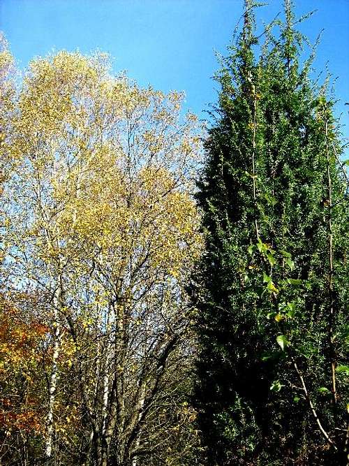 Birches and Juniper Tree