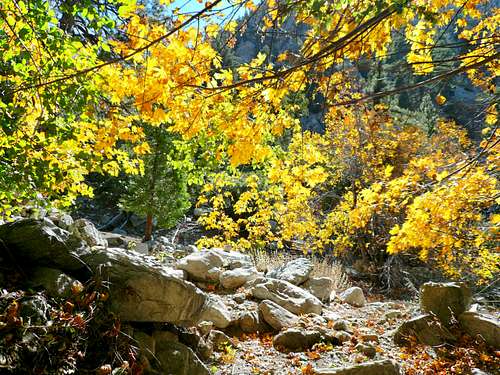 Maples Adorn the Canyon