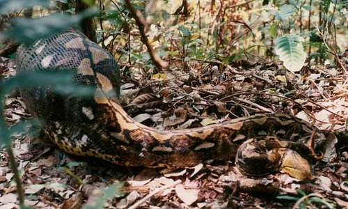 Python on Seram Island