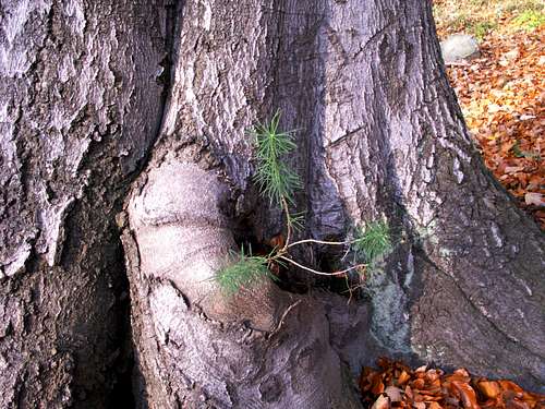 A young larch ...