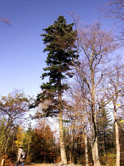 Douglas- fir