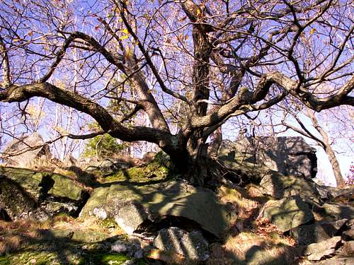 Quercus sessilis...
